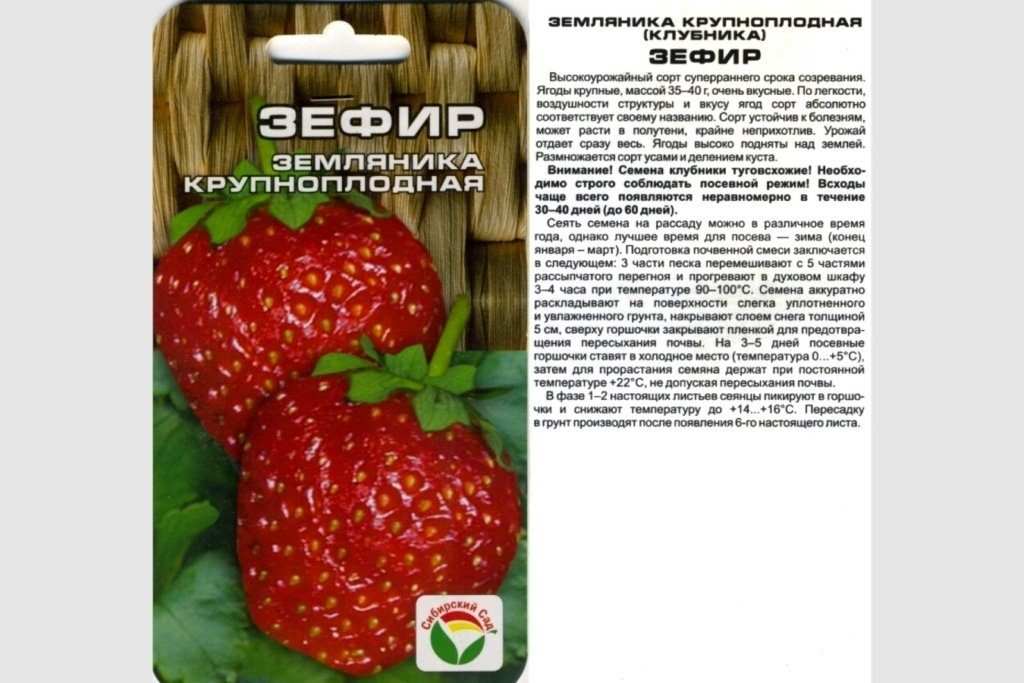 Сорт клубники Зефир