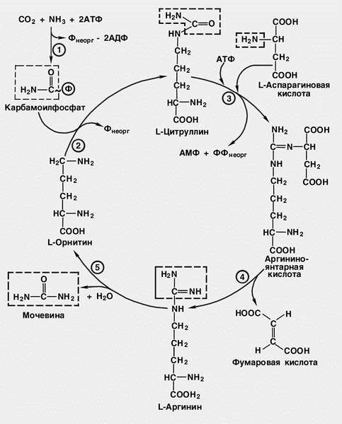 0250629631 <Span> - неорганическая фосфорная кислота; уреавинав - фосфат, соединенный макроактивными связями. ff.