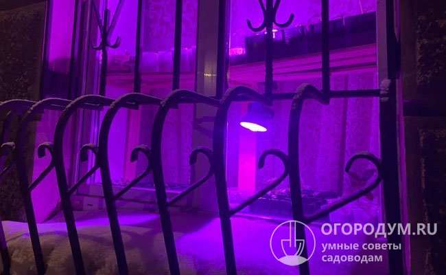 Выращивание огурцов на подоконнике 3 В зимне-весенний период важно организовать освещение, обеспечить защиту от сквозняков и повысить влажность воздуха