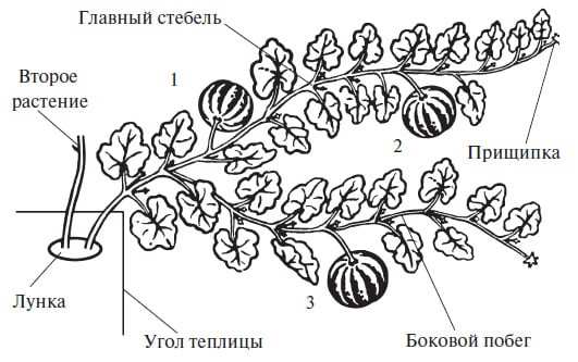 Как правильно прищипывать тыкву в открытом грунте, чтобы получить хороший урожай 1 Как прищипывать тыквы в открытом грунте, чтобы получить хороший урожай