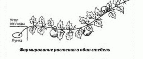 Как правильно прищипывать тыкву в открытом грунте, чтобы получить хороший урожай 2 Как прищипывать тыквы в открытом грунте, чтобы получить хороший урожай