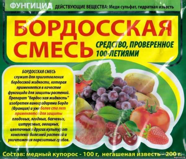 Если появилась парша на яблоне, как бороться летом? Советы агрономов 5 Фото 1.
