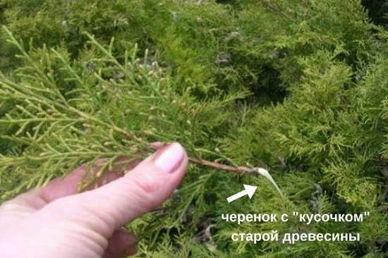 В чем секрет размножения туи черенкованием? 3 Черенки