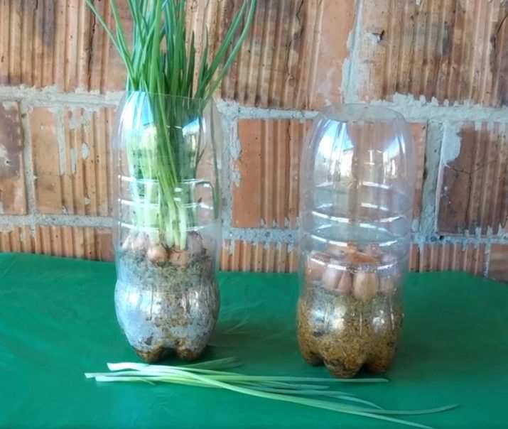 1 kak sazhat luk sevok v domashnih usloviyah 1