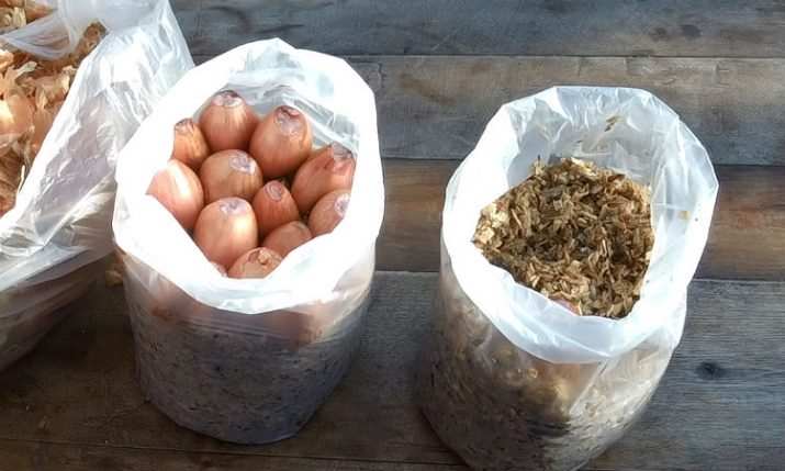 1 kak sazhat luk sevok v domashnih usloviyah 2