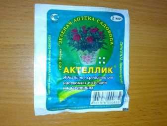 Как вырастить чеснок? 22 1 kak vyrastit chesnok 3