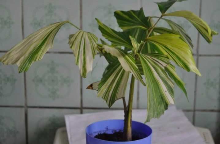 1 vidy i sorta palm 2