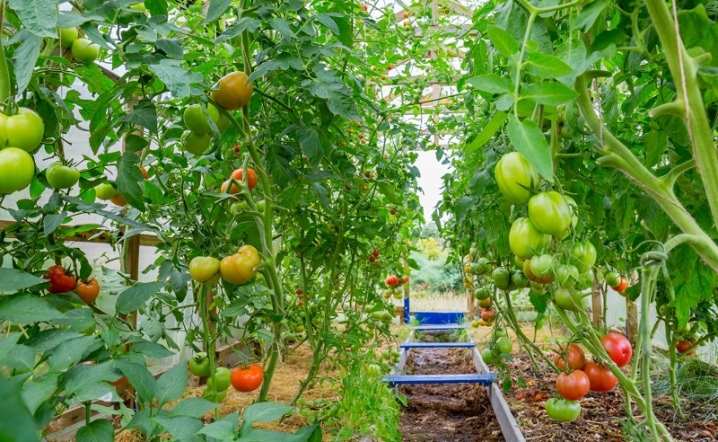 Все о формировании томатов 4 1 vse o formirovanii tomatov