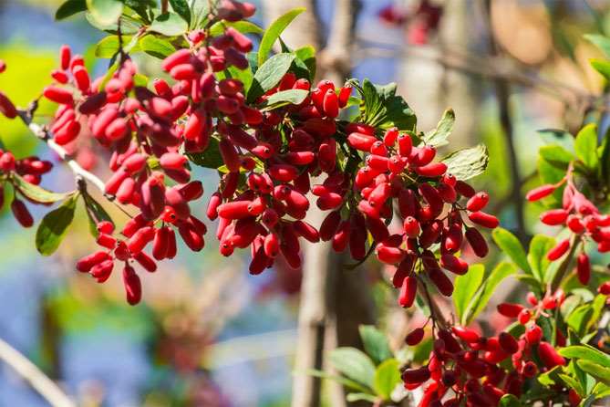 1 yagody