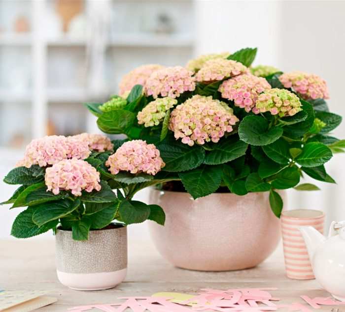 Гортензия комнатная 3 2 77