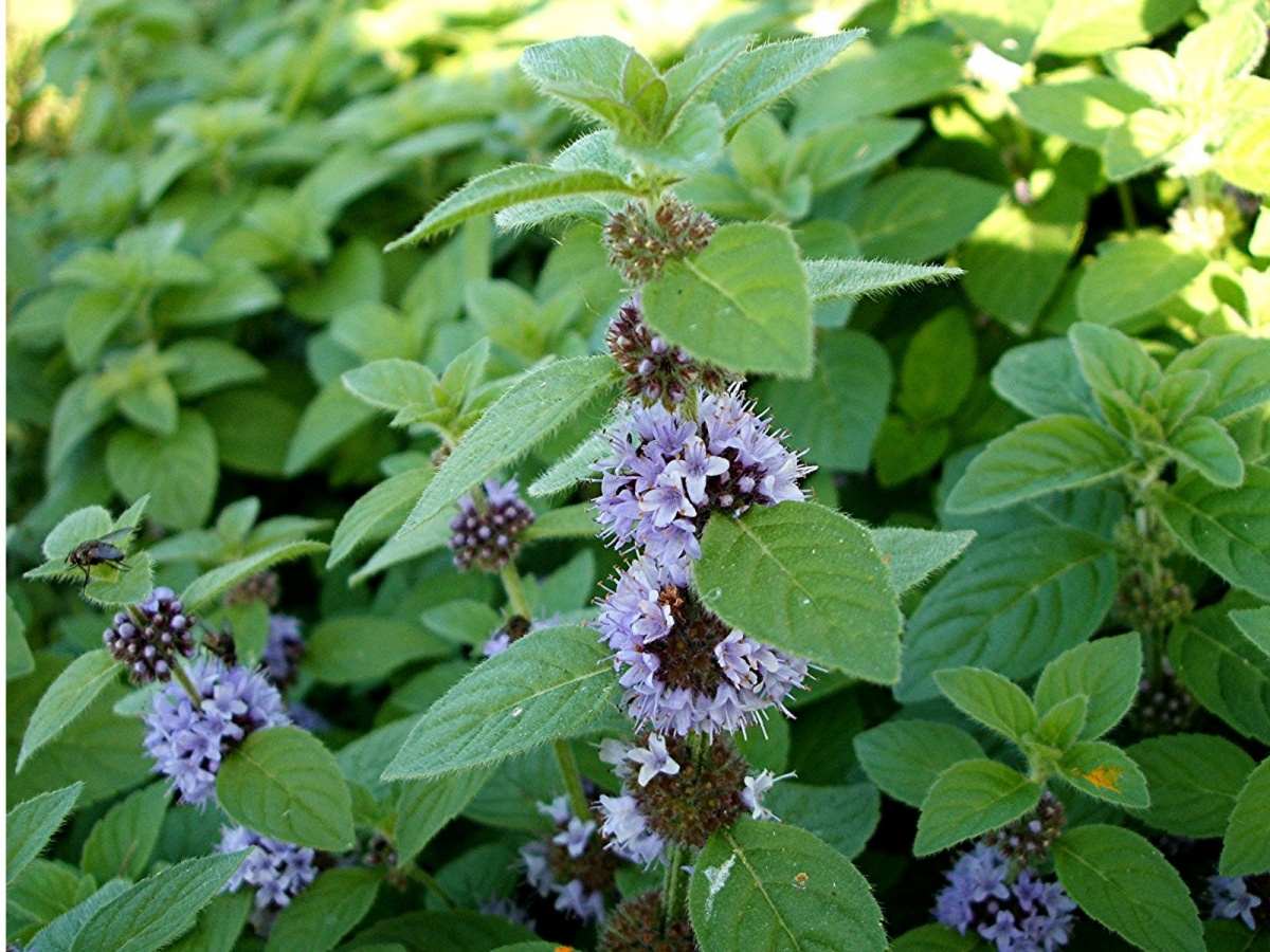 2. perechnaja