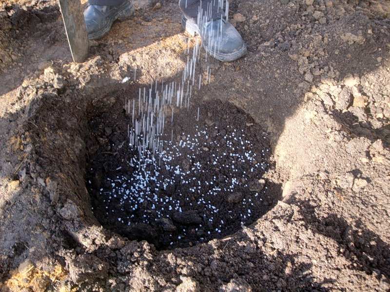 Как сажать розы в открытый грунт летом 2 2. posadochnaja jama dlja rozy