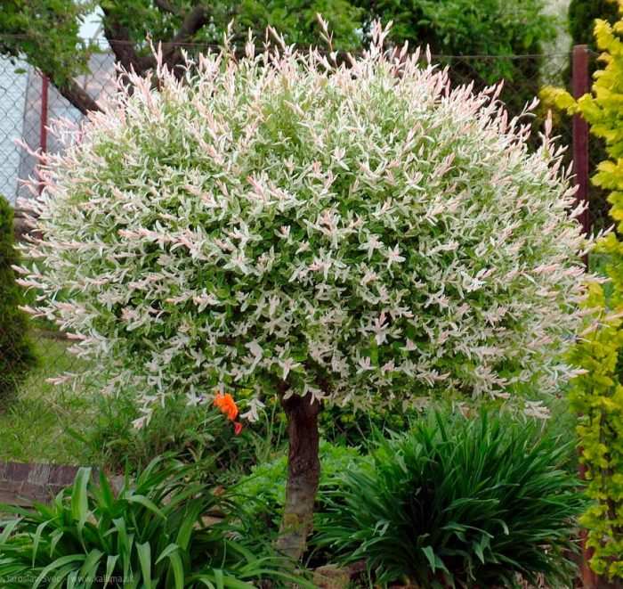 Ива Хакуро Нишики 5 5 8