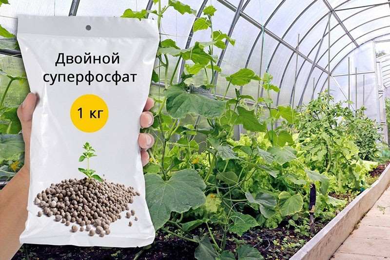 Как использовать двойной суперфосфат в саду и огороде 2 Минеральные фосфорные удобрения.