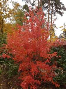 Ginnal Maple - Посадка клена и уход за ним. Как вырастить клен в деревне.