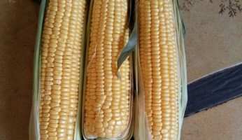 Кукуруза 6 Кукуруза Добринья
