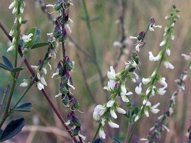 Донник: свойства и противопоказания, посадка и уход 5 Белый донник (Melilotus albus)