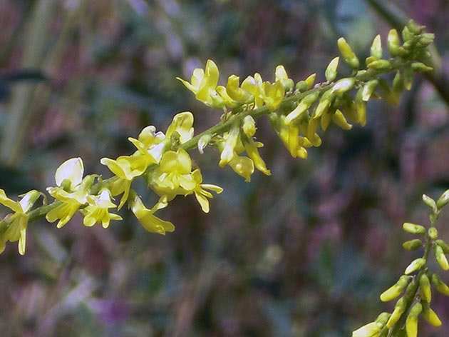 Донник: свойства и противопоказания, посадка и уход 6 Желтый донник (Melilotus officinalis)
