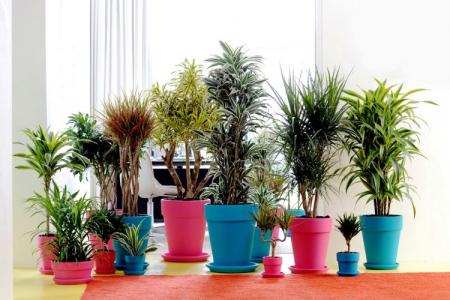 2 dracena uhod v domashnih usloviyah 1045 0