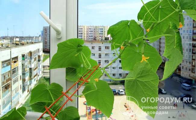 Выращивание огурцов на подоконнике 7 Важно отслеживать признаки дефицита микроэлементов и проводить соответствующую подкормку, чтобы избежать усиленного роста и снижения производительности.