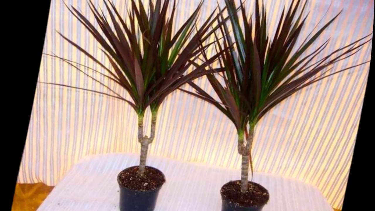 Как пересадить драцену, и можно ли обрезать корни у драцены при пересадке 3 3 dracena vo vremennoj tare