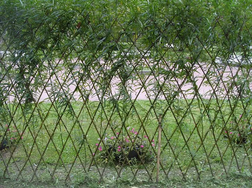 Живая изгородь из ивы: как создать изящный вариант дачной ограды 16 Ивовая изгородь.