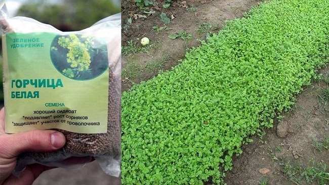 Белая горчица из сорняков