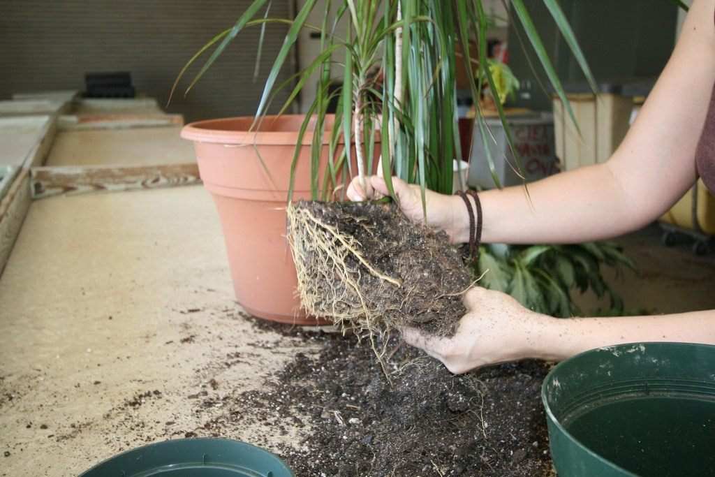 Как пересадить драцену, и можно ли обрезать корни у драцены при пересадке 4 4 peremeshchenie v novyj gorshok