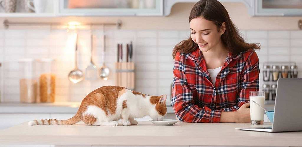 Как откормить кота или кошку 1 Как откормить кошку