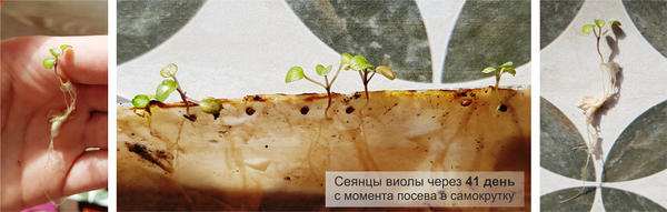 Виола Виттрока (анютины глазки) из семян: 7 «золотых» правил при выращивании рассады 9 7d4206 nomark