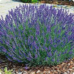 Как вырастить лаванду из саженцев в домашних условиях 4 Lavanda 249h249 vnutr stati kvadrat1