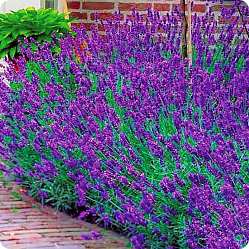 Как вырастить лаванду из саженцев в домашних условиях 6 Lavanda 249h249 vnutr stati kvadrat2