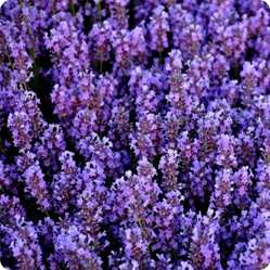 Как вырастить лаванду из саженцев в домашних условиях 8 Lavanda 249h249 vnutr stati kvadrat3