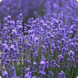 Как вырастить лаванду из саженцев в домашних условиях 2 Lavanda 600h600 vnutr stati kvadrat
