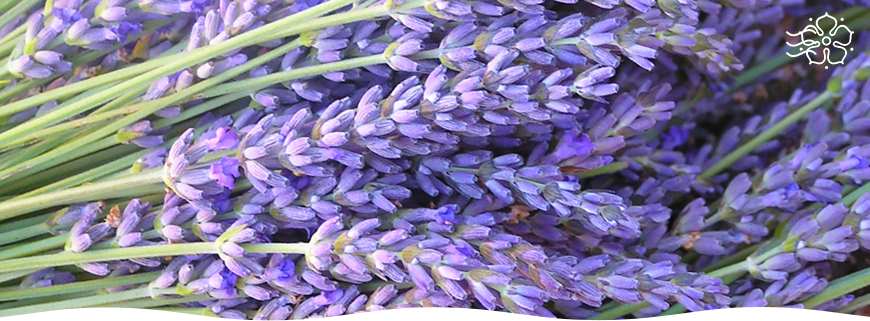Как вырастить лаванду из саженцев в домашних условиях 1 Lavanda 870h321 Glavnaya stati