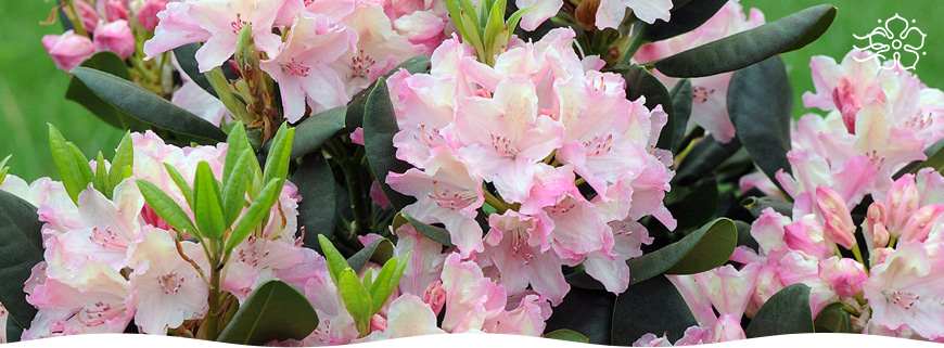 Rododendron 870h321 Glavnaya stati