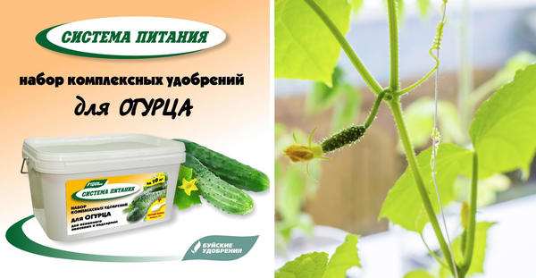 Как вырастить огурцы на подоконнике: ваши действия от посева до сбора урожая 10 Успешные системы растворов для огурцов от химических заводов BUI