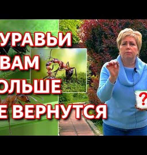 Как избавиться от муравьёв на участке? 2 Нажмите, чтобы увидеть.