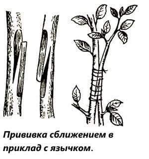 Пилинг ягодиц