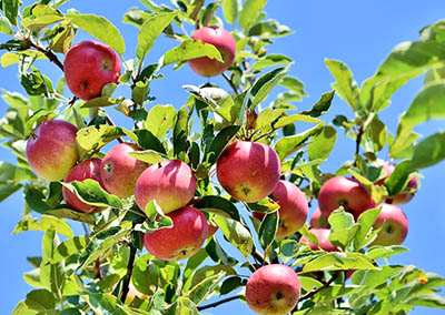 apple