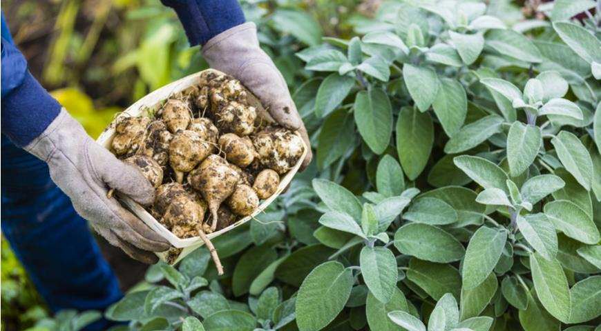 Как готовить суперполезный топинамбур так, чтобы его полюбили мясоеды и дети 2 b3139304