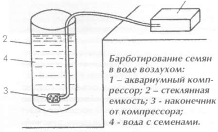 Весенняя посадка семян укропа в открытый грунт в 2022 году 9 barbotirovanie semyan pomidorov pered posevom na rassadu