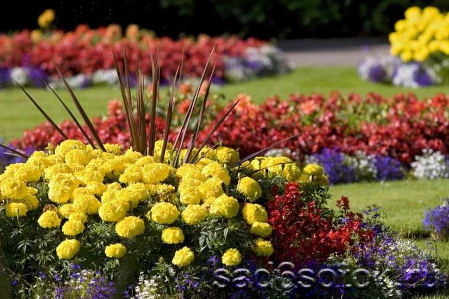 Бархатцы – посадка и уход 6 Цветущие клумбы с ноготками