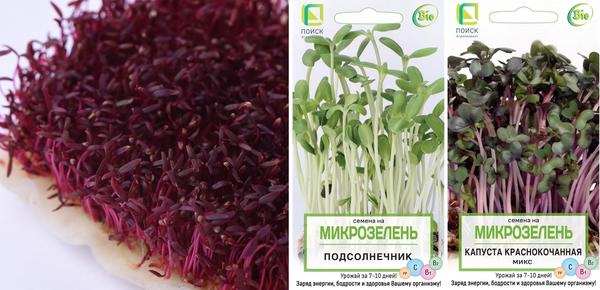 Как вырастить микрозелень: 6 способов, которые может попробовать каждый 17 Овощи амарант (слева), подсолнечник, капуста краснокочанная - горячие