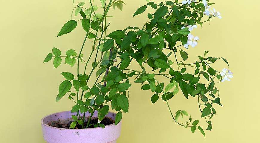 4 способа размножения садовых роз: черенками, отводками, семенами и прививкой 7 bbef0c56