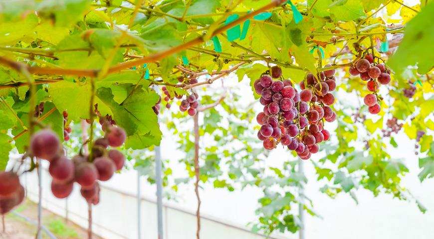 Как вырастить виноград в теплице 1 Тепличный виноград