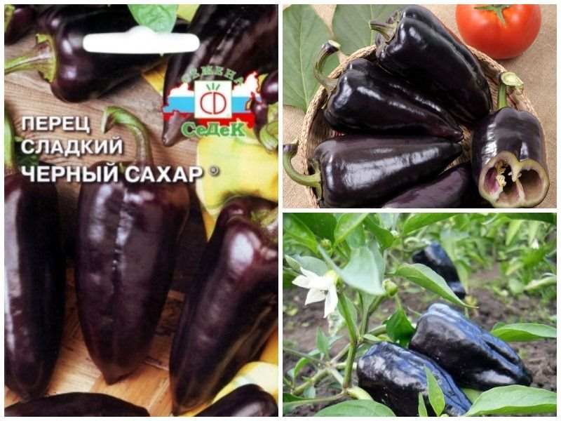 Как сажать перцы в теплице и открытом грунте: выбор сорта, сроки, 3 метода, уход 2 перец коричневый сахар