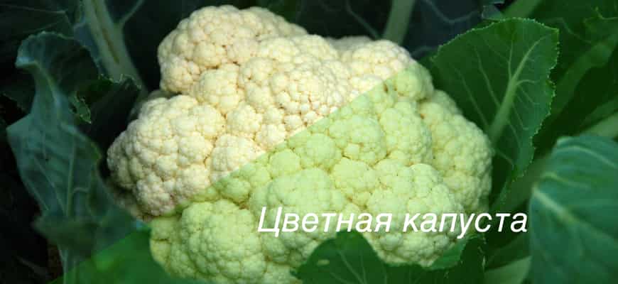 Как вырастить цветную капусту 1 Как вырастить цветную капусту