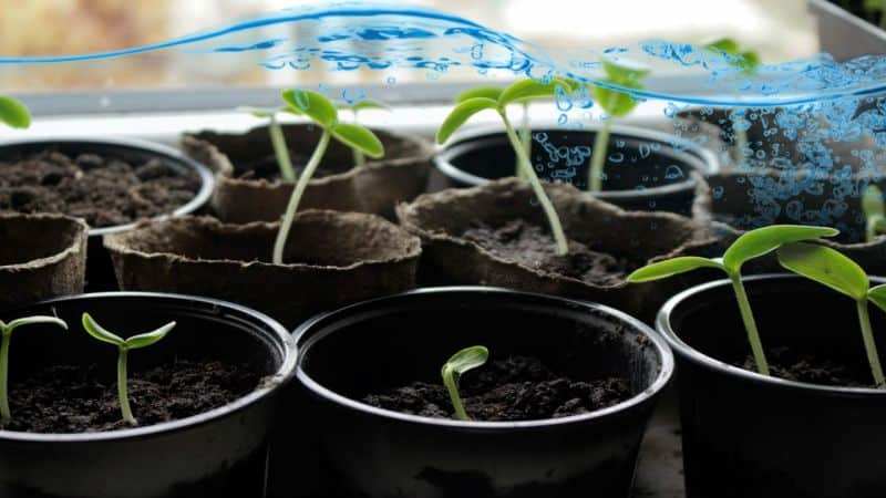 Как и чем подкормить огурцы для их рекордной урожайности 5 Как и чем подкармливать огурцы для рекордной урожайности