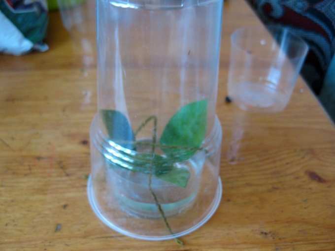 Черенки Zamioculcas 'Parnik'